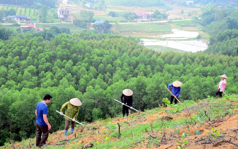 Trồng và chăm sóc cây đô thị